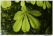 Horse chestnut leaf